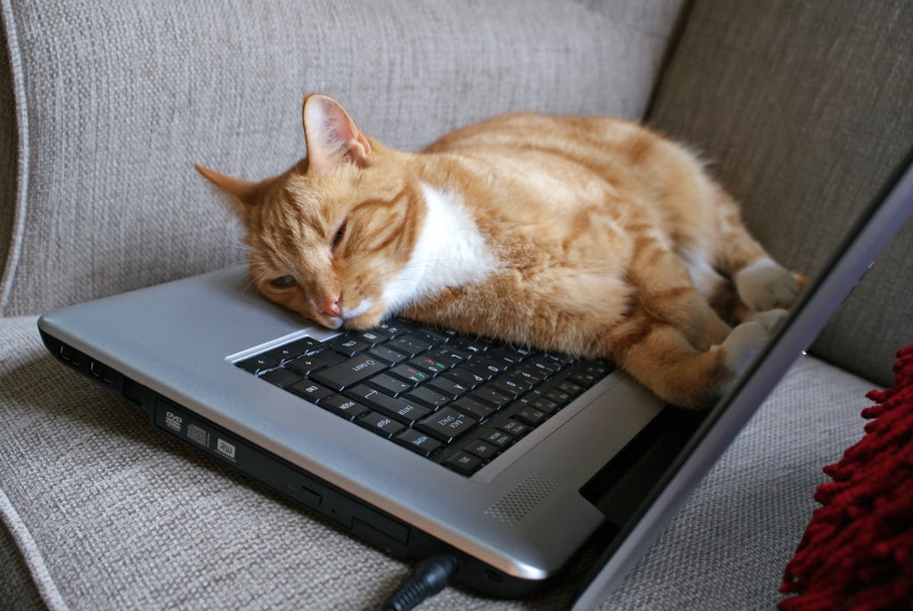 Fatigue Cat