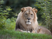 Maryland Zoo in Baltimore, The