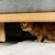 人見知りな猫は要注意！膀胱炎を繰り返す猫の「不安サイン」とは【獣医が解説】