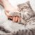 「うちの猫、私のことわかってる？」答えはYES！猫の飼い主・認識能力と育てるコツ【獣医が解説】