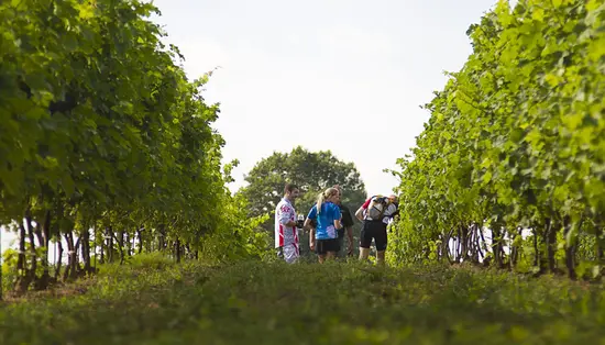 A group of people visit a vineyard on a guided winery tour at Burning Kiln Winery.