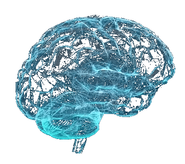 Brain