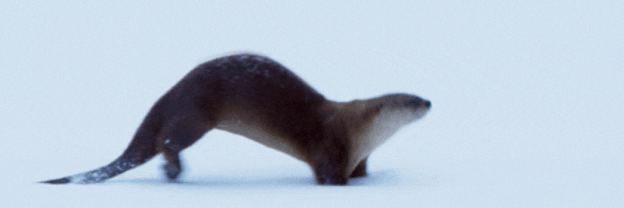 Sliding otter