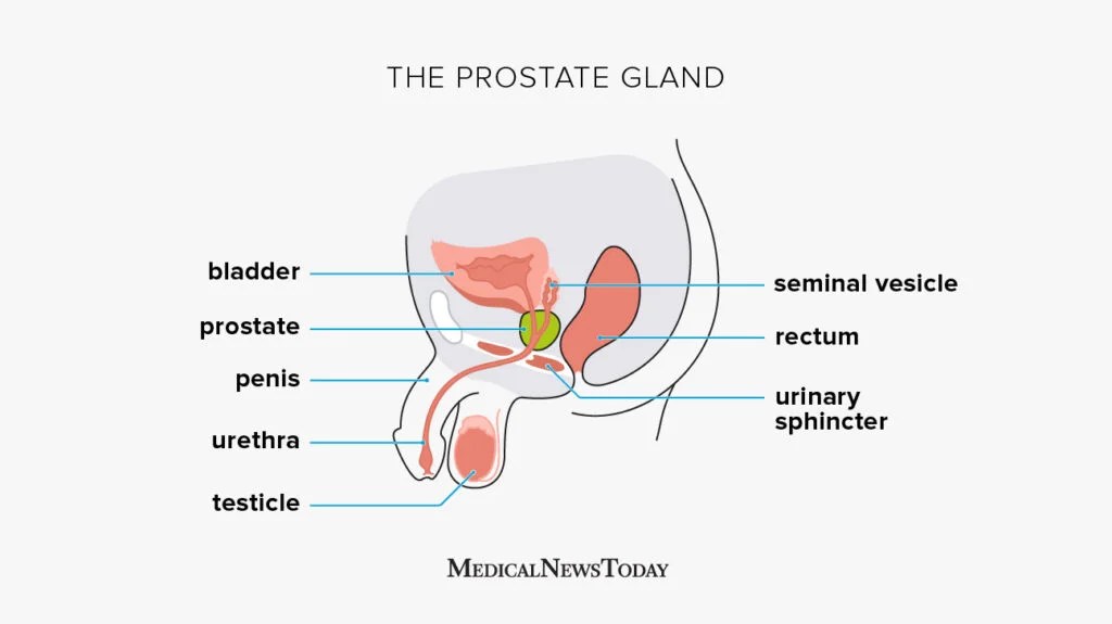 A diagram of the prostate gland.