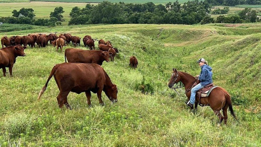 Yvette Mannon rides her horse on her ranch amidst her cattle grazing