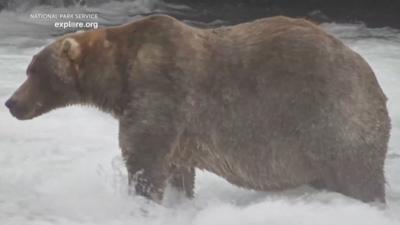 'Backpack' the brown bear is seen.