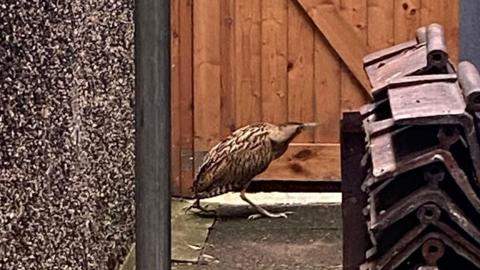 A bittern, a large bird that is often likened to a small dinosaur, in front of a garden gate. It is standing in a small ginnel.