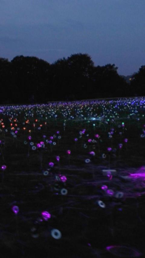 A dark field with dozens of small lights planted across it