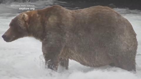 'Backpack' the brown bear is seen.