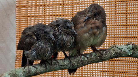 Three blue-eyed ground doves are perched on a branch. The first two are a dark brown / black colour and the third is a lighter brown colour and is larger than the other two.