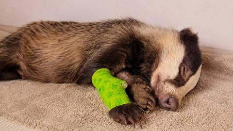 A badger with a cast on one of its paws.
