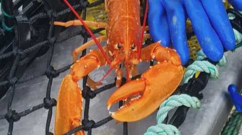 A close up of an orange lobster caught by Iain Matheson off Skye. There is a blue glove beside to give a scale of its size.