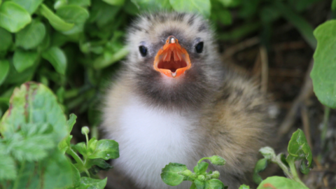 A tiny arctic tern chick looking directly into the camera with its orange beak wide open. It looks disgruntled, as if it was protesting having such an intimate portrait taken. It is a ball of blonde, light grey, and white fluff - too young to yet have proper feathers.