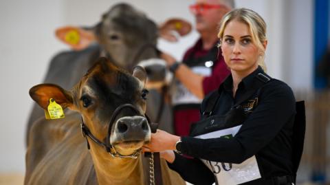 A woman with blonde hair, a black top and white jeans guides a dairy cow through The Dairy Show event at the Bath and West Showground.