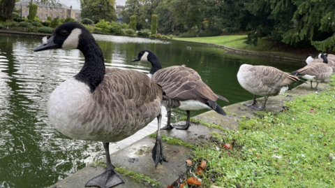 Canada Geese in Pavilion Gardens in Buxton that High Peak Borough Council is considering culling