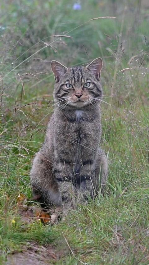 A wildcat, a brown grey in colour, looking at the camera
