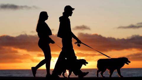 A couple walking two dogs in the sunset