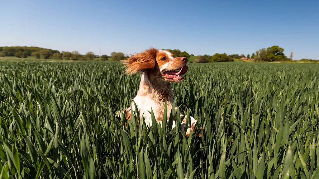 A dog playing in a field of long green grass (Credit: Getty Images)