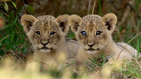 Tiny lion cubs try to avoid getting crushed by elephants