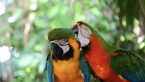 Can AI decode animal language?