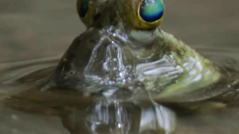 Mud Skipper
