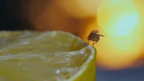 Fruit flies and our body clocks