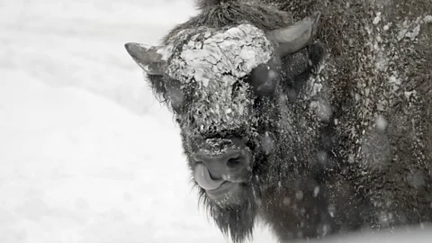 The giant beasts returning to Britain after 6,000 years