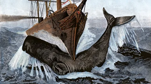 An illustration of Moby Dick crashing into a vessel (Credit: Alamy)