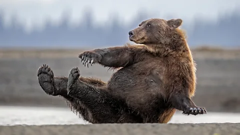 A brown bear sits with its paws in the air, carefully balancing in a crunch-like position (Credit: Scott Suriano/ Nikon Comedy Wildlife Awards)