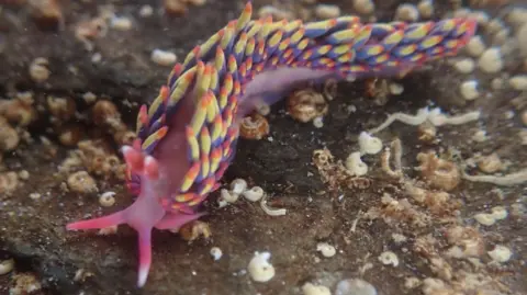 A close up shot of a rainbow sea slug. It is multi-coloured and crawling around on a rock covered in shells and limpets under the sea. 