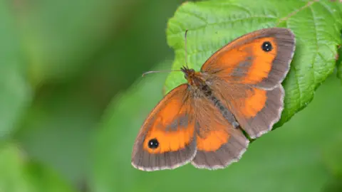 A Gatekeeper butterfly species perched on a leaf.  It y is a small brown butterfly with bright orange patches on its upperwings, which likes to bask in the sunshine along hedgerows
