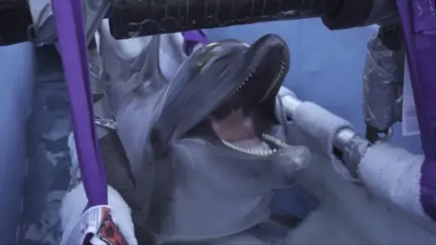 A dolphin lays in a submerged stretcher with its mouth open.