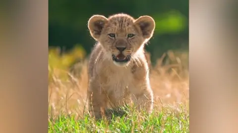 A lion cub looking straight at the camera with its mouth slightly open.