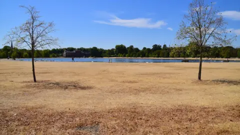 A stretch of sun-bleached grass in front of a distant pool. Two spindly trees stand in the foreground.