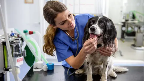 A veterinary nurse stands in blue uniform and handles a small black and white dog sitting on a table at the vets