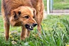 Aggressive,Dog,Barks,,Baring,Teeth.,Dangerous,Angry,Dog