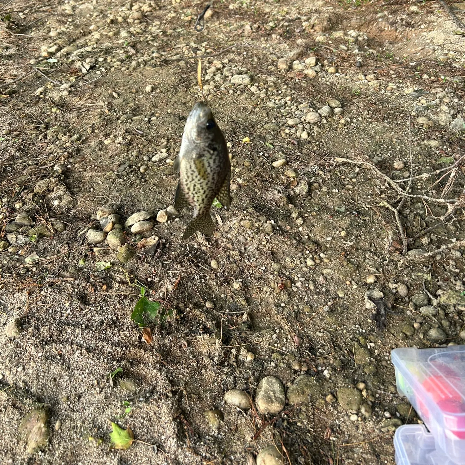 The most recent Black crappie catches on Fishbrain