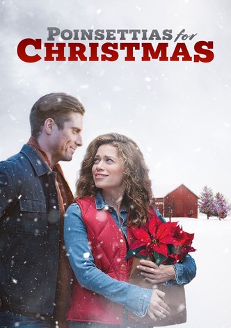 Zurück zu den Weihnachtssternen