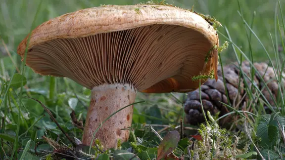 Ein Pilz steht auf einer Wiese.
