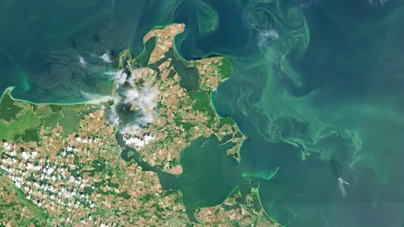 Ein Satellitenbild vom 19.07.2025 zeigt eine Blaualgenblüte auf der Ostsee vor Rügen und Usedom.