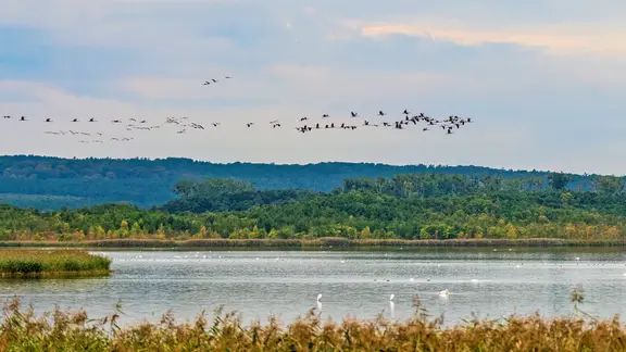 Ein Vogelschwarm fliegt über dem Naturpark Stettiner Haff. 