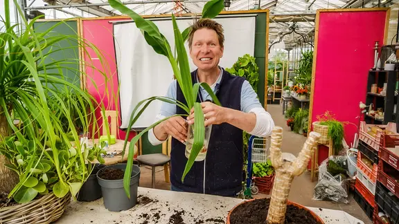 Gärtner Peter Rasch pflanzt einen Yucca-Ableger ein