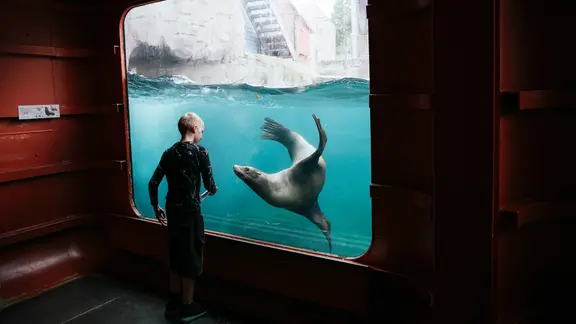 Im Erlebnis-Zoo Hannover taucht eine Robbe im Wasserbecken und wird dabei von einem Jungen bestaunt.