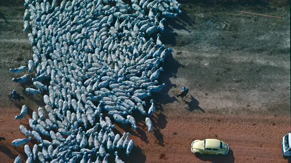 Rinder und ein VW-Käfer auf der VW-Farm in Brasilien.