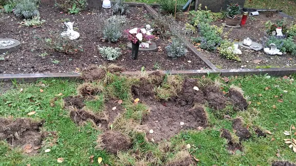 Wildschweine haben die Erde auf dem Friedhof in Oerrel umgegraben.