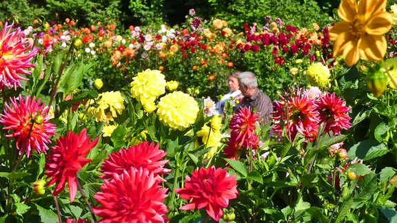 Besucher sitzen zwischen blühenden Dahlien im Dahliengarten im Volkspark Altona.
