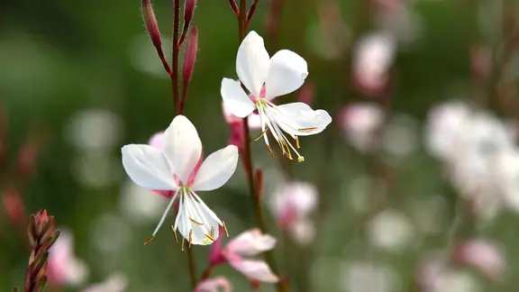 Blüten einer Prachtkerze