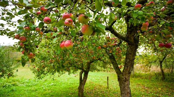 Äpfelbäume auf einer Wiese.