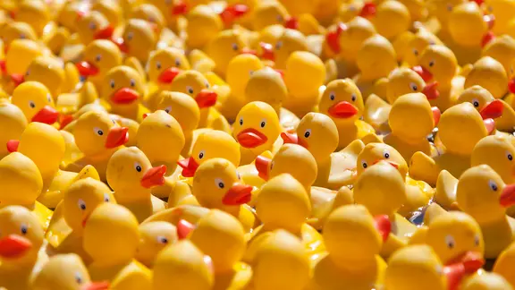 Viele Quietsche-Enten schwimmen im See.