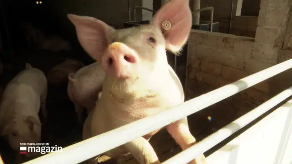 Ein Schwein schaut aus dem Stall heraus. 